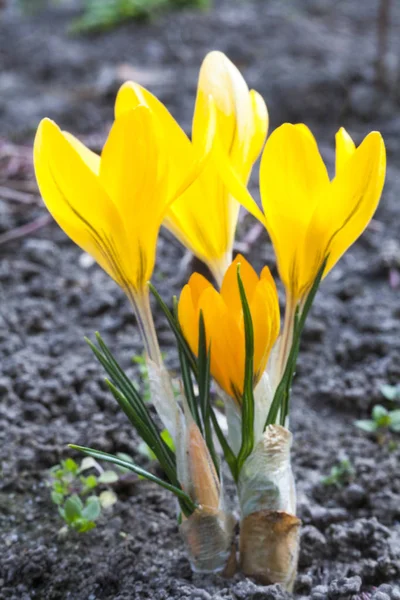 Los Azafranes Amarillos Florecen Principios Primavera Cerca —  Fotos de Stock