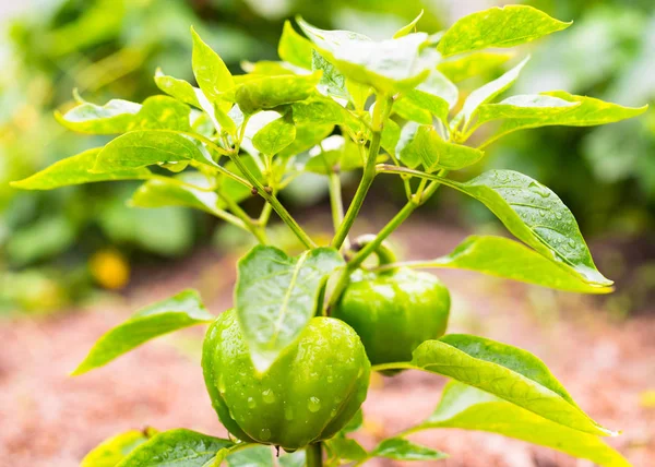 Cultivar Los Pimientos Pimiento Pimientos Inmaduros Huerto —  Fotos de Stock