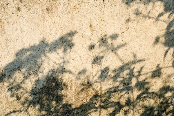 Shadows of the plants on the old concrete surface in the summer day.