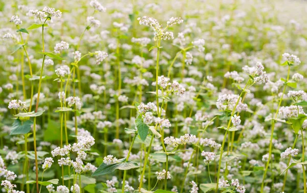 Çiçek Açan Karabuğday Tarlası Fagopyrum Esculentum — Stok fotoğraf