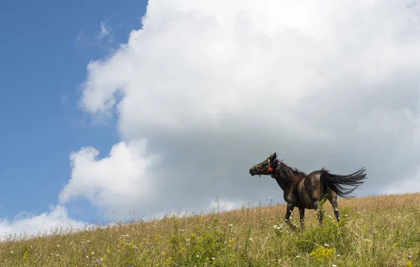 Das Pferd Auf Der Grünen Wiese Einem Bewölkten Sommertag — Stockfoto