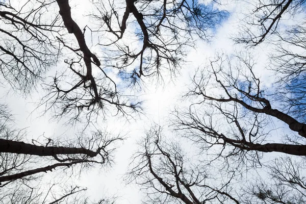 Silhouetten Der Kahlen Bäume Gegen Den Wolkenverhangenen Himmel — Stockfoto