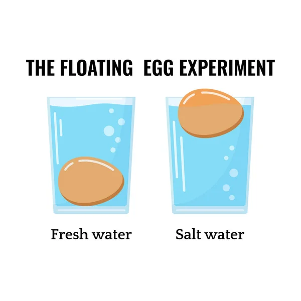Ägg flytande i vatten transparent glas isolerad på vit bakgrund. — Stock vektor