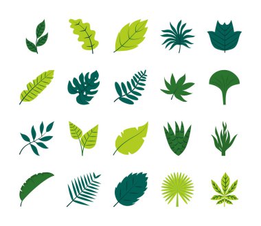 Tropikal yapraklar düz biçim ikon set vektör tasarımı