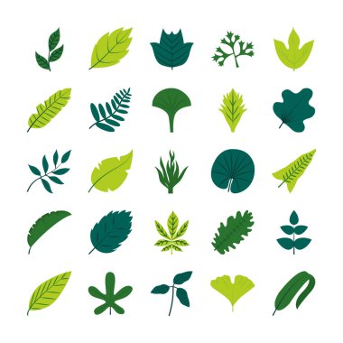 Tropikal yapraklar düz biçim ikon set vektör tasarımı