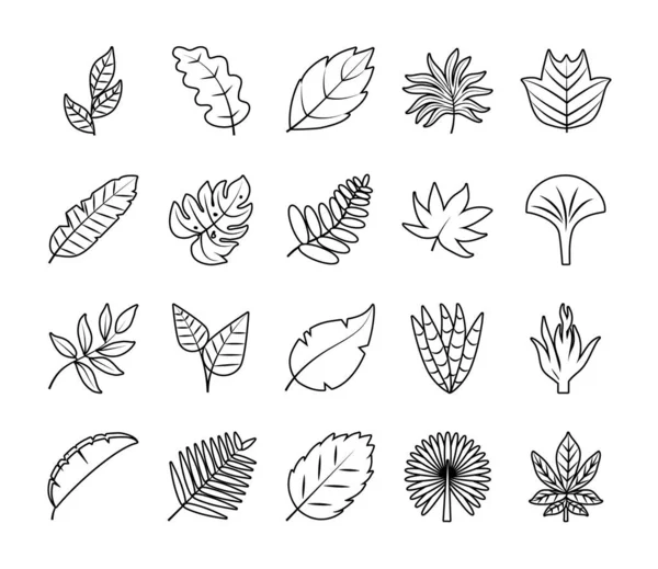 Folhas tropicais linha estilo ícone conjunto vetor design — Vetor de Stock