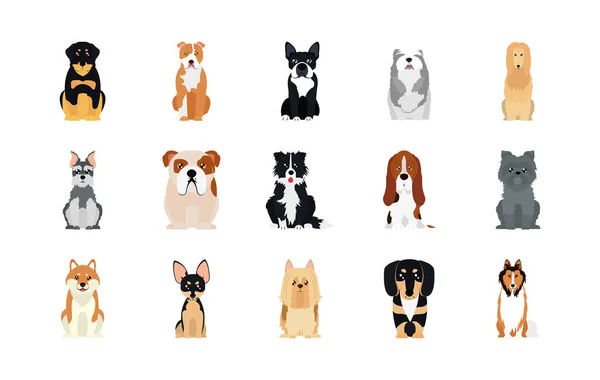 Dibujos animados schnauzer y perros icono conjunto, estilo plano — Vector de stock