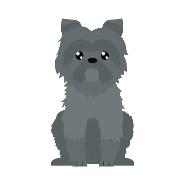 Shih tzu εικονίδιο σκύλου, επίπεδη στυλ — Διανυσματικό Αρχείο