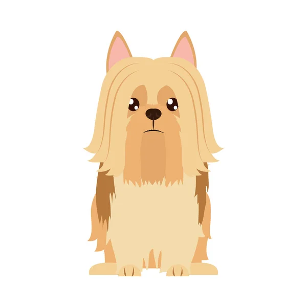 Yorkshire teriér pes ikona, plochý styl — Stockový vektor