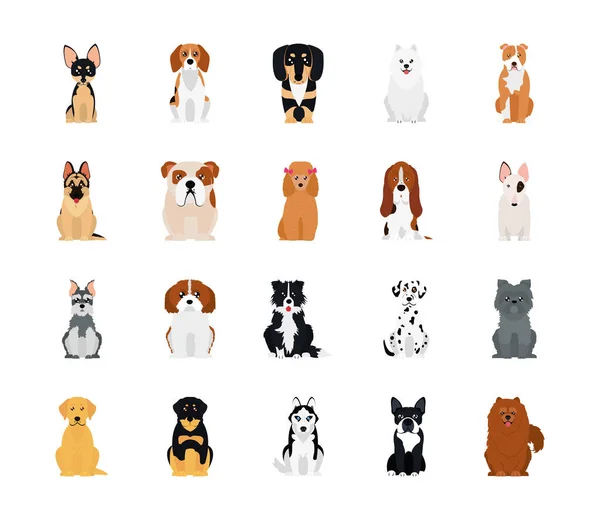 Icon set of pinscher and dogs, flat style — Stock Vector