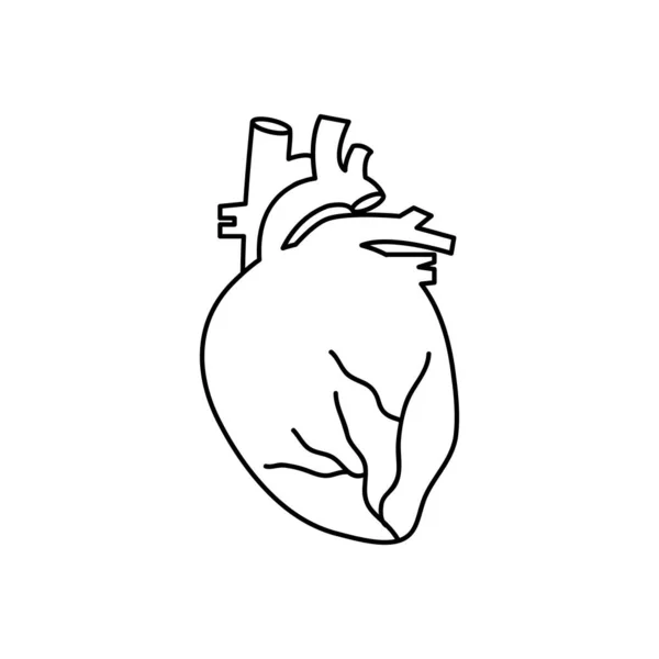 Concepto del cuerpo humano, icono anatómico del corazón, estilo de línea — Vector de stock