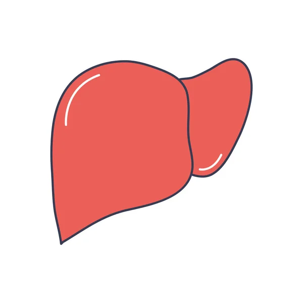 Concepto de cuerpo humano, icono de órgano hepático, estilo de relleno de línea — Vector de stock