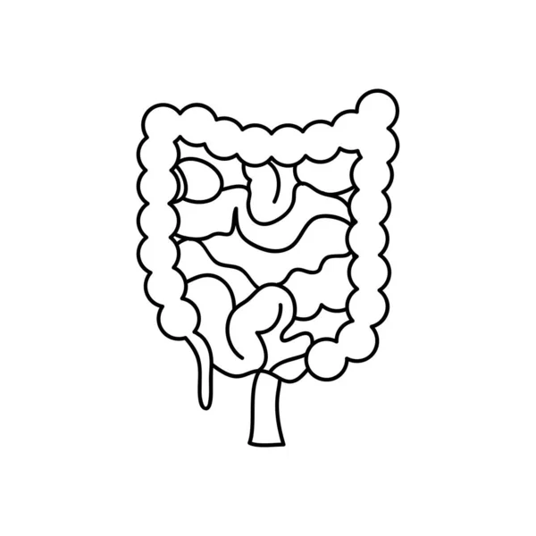 Corpo humano, intestino grosso e delgado, estilo de linha — Vetor de Stock