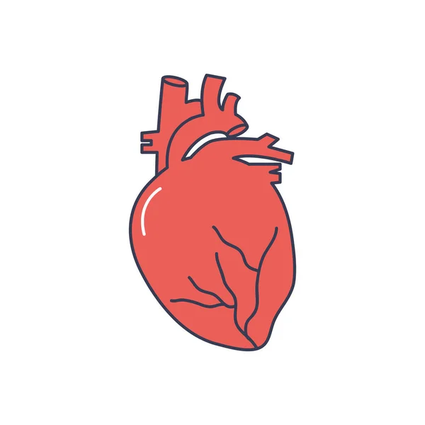 Concepto del cuerpo humano, icono anatómico del corazón, estilo de relleno de línea — Vector de stock