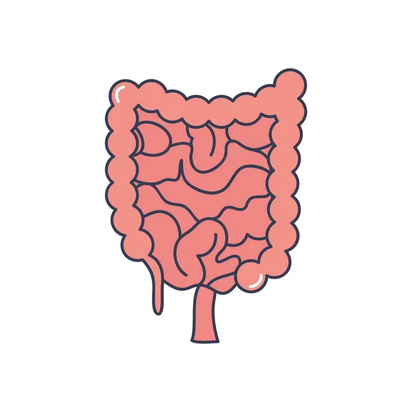 Emberi test, vastagbél és vékonybél, vonalkitöltő stílus — Stock Vector