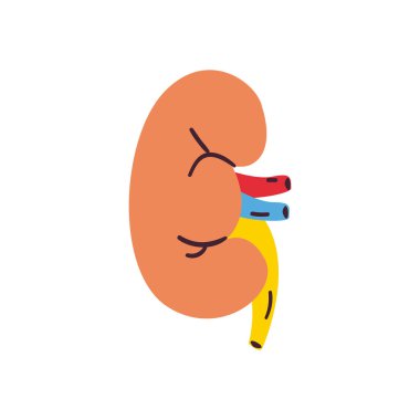 böbreksiz biçim biçim ikon vektör tasarımı