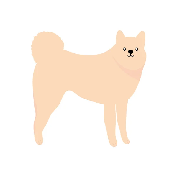 Pommerska hund ikon, platt stil — Stock vektor