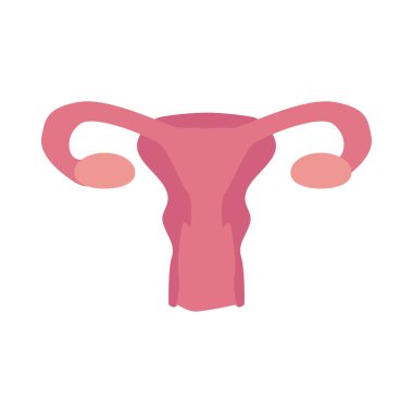 kadın üreme sistemi düz biçim vektör tasarımı