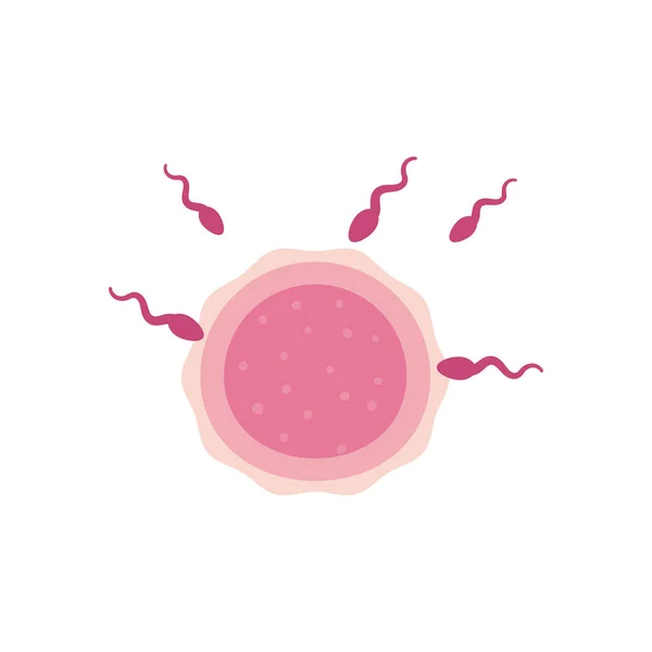 Сперматозоиды и яйцеклетки плоский стиль иконки вектор дизайн — стоковый вектор
