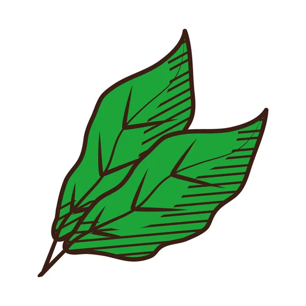 Icono de hojas de té, mano dibujar estilo — Vector de stock