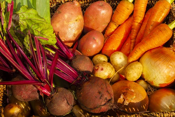 Jardinagem Orgânica Que Cresce Vegetais Flores Colocação Casa Para Alimentação — Fotografia de Stock