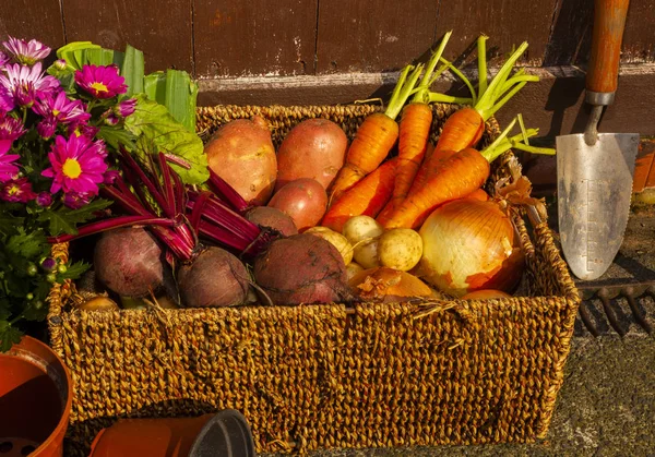 Bio Gärtnern Baut Gemüse Und Blumen Auf Der Kleingartenanlage Hause — Stockfoto