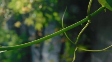 Vahşi üzümler, yeşil yaprak, yaprak, bitki, yaz.