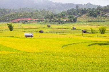 Pirinç teras evde güzel manzarasına yağmurlu bir gün, mu cang chai, vietnam