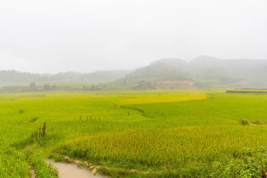 Güzel manzarasına pirinç Teras, mu cang chai, vietnam