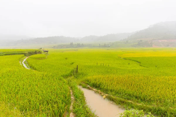 Güzel Manzarasına Pirinç Teras Cang Chai Vietnam — Stok fotoğraf