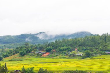 Güzel manzarasına pirinç Teras, mu cang chai, vietnam