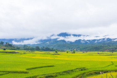 Güzel manzarasına pirinç Teras, mu cang chai, vietnam