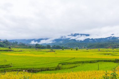Güzel manzarasına pirinç Teras, mu cang chai, vietnam