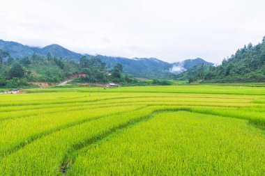 Güzel manzarasına pirinç Teras, mu cang chai, vietnam
