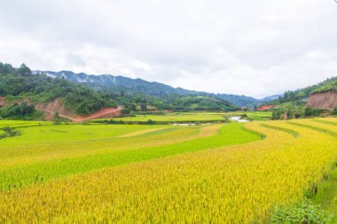 Güzel manzarasına pirinç Teras, mu cang chai, vietnam
