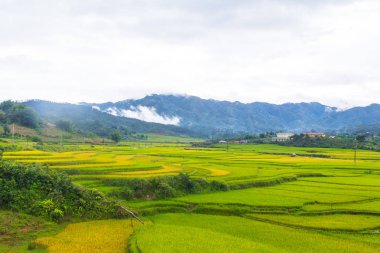 Güzel manzarasına pirinç Teras, mu cang chai, vietnam