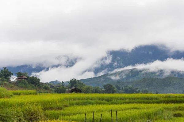 越南木仓柴稻田的美丽景色 — 图库照片