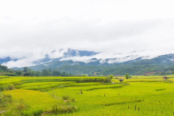 Bella Vista Sulla Terrazza Riso Cang Chai Viascar — Foto Stock