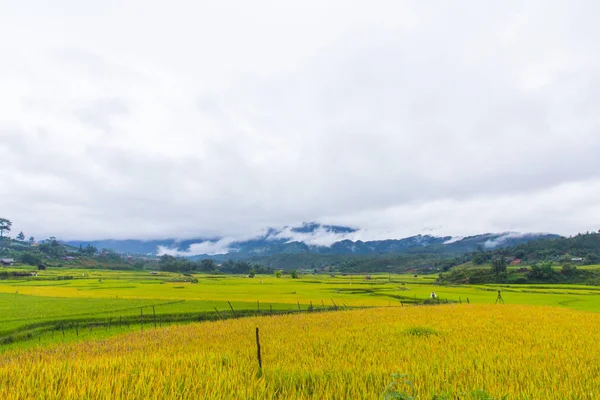 Bela Vista Terraço Arroz Cang Chai Vietnam — Fotografia de Stock