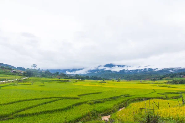Piękny Widok Tarasu Ryżowego Cang Chai Wietnam — Zdjęcie stockowe