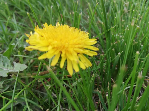 Yellow dandelion among green grass. Dandelion in the grass.