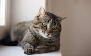 Gri kedi sessizce uzanıyor. Güzel kedi yalan söylüyor