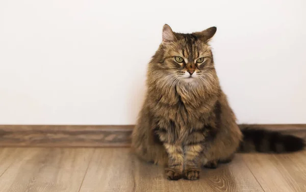 Fluffy gray cat sits on the floor against the background of a white wall. The cat sits on the floor and looks away. The fluffy cat is sitting. A beautiful purebred cat sits on the floor with a place for the text.