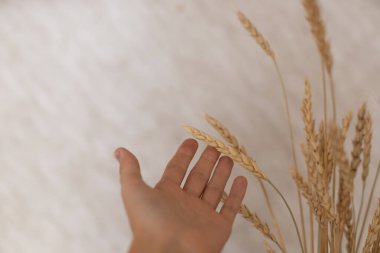 Kız buğdayı elleriyle okşuyor. Kız buğdaya hafifçe dokunuyor. Kadın eliyle dekore edilmiş. Kız evini dekore ediyor..