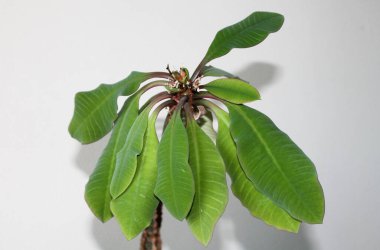 Beyaz arka planda büyük yaprakları olan ev çiçeği. Çiçek, beyaz bir izolasyonda çok güzel duruyor. Beyaz arkaplanda çiçek.