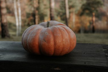 Ormanda bir bankta bal kabağı