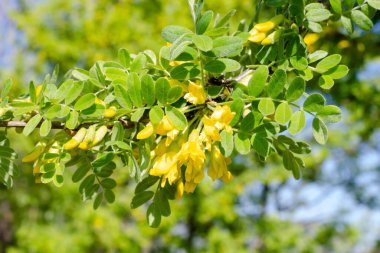 Genç filizleri ve sarı çiçekleri olan yeşil bir dal.