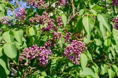 Genç filizleri ve leylak çiçekleri olan yeşil bir dal