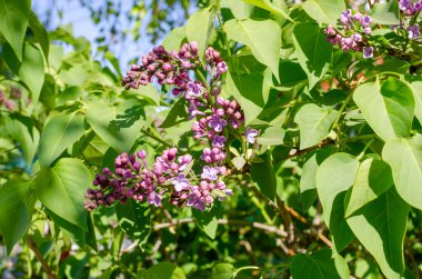Genç filizleri ve leylak çiçekleri olan yeşil bir dal