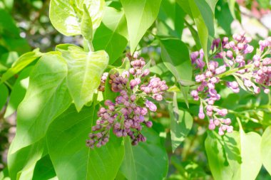 Çiçekleri açan leylak çalılarının yakın dalları.